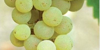 Продаю итальянский рислинг и виноград сорта Жуплянка. Контактный номер