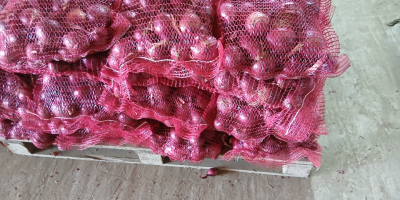 For sale: Stuttgarter yellow onion, freshly packed in 20