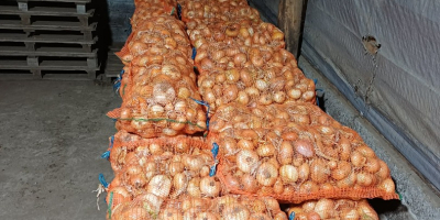 For sale: Stuttgarter yellow onion, freshly packed in 20