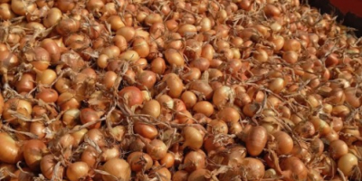 For sale: Stuttgarter yellow onion, freshly packed in 20