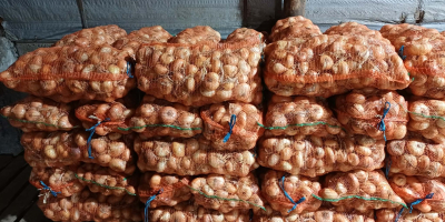 For sale: Stuttgarter yellow onion, freshly packed in 20