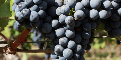I sell Cabernet Sauvignon (wine grapes) – Premium Quality