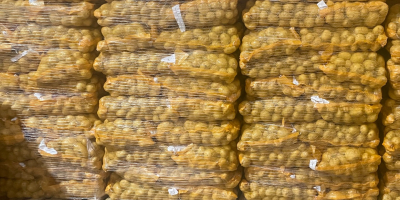 Agria potatoes, Washed/Unwashed, origin Holland. Packaging: 10/15/20/25kg bags or