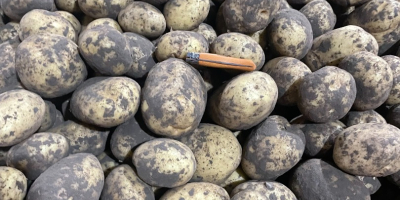 Agria potatoes, Washed/Unwashed, origin Holland. Packaging: 10/15/20/25kg bags or