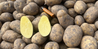 Agria potatoes, Washed/Unwashed, origin Holland. Packaging: 10/15/20/25kg bags or