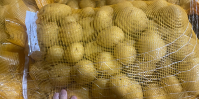 Agria potatoes, Washed/Unwashed, origin Holland. Packaging: 10/15/20/25kg bags or