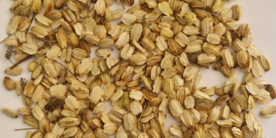 Salve, vendo semi di angelica (angelica archangelica) raccolti a