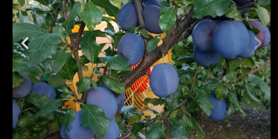 Voi vinde prune hagante