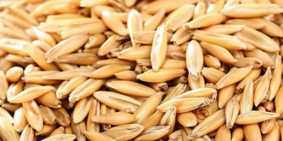 2026 season organic oats, currently available 25t, but will