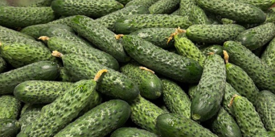 Fresh Romanian Greenhouse Cucumbers – Wholesale / Large Volumes