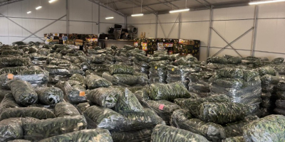Fresh Romanian Greenhouse Cucumbers – Wholesale / Large Volumes