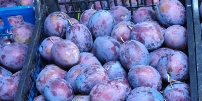 PRESIDENT PLUMS – 20–30 TONS – ROMANIA Fresh President