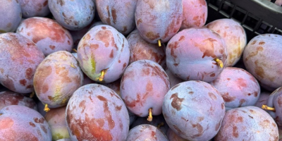 PRESIDENT PLUMS – 20–30 TONS – ROMANIA Fresh President