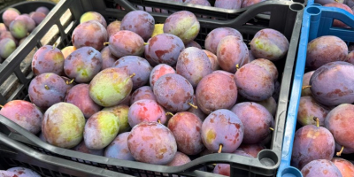 PRESIDENT PLUMS – 20–30 TONS – ROMANIA Fresh President
