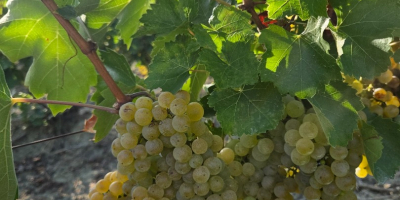 A venit vremea culesului! Vindem struguri Fetească Regală, din