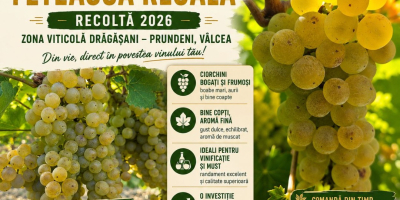 A venit vremea culesului! Vindem struguri Fetească Regală, din