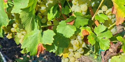 VAND STRUGURI DIN SOIUL MUSCAT OTTONEL PLANTATIE AN 6