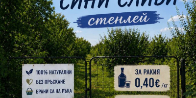 Сини сливи Стенлей