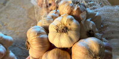 Ich biete Knoblauch von polnischen Bauernhöfen zum Verkauf an.