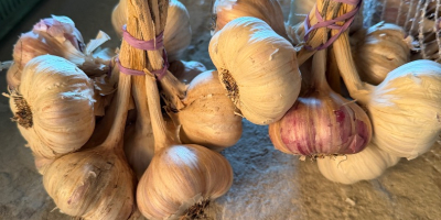 Ich biete Knoblauch von polnischen Bauernhöfen zum Verkauf an.
