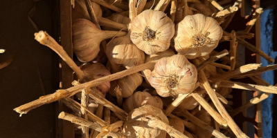 Ich biete Knoblauch von polnischen Bauernhöfen zum Verkauf an.