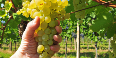Weintrauben und Tafeltrauben direkt vom Erzeuger. Produzent mit über