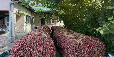 Rote Wasserzwiebeln +[Telefon] Preis verhandelbar je nach Menge Kreis