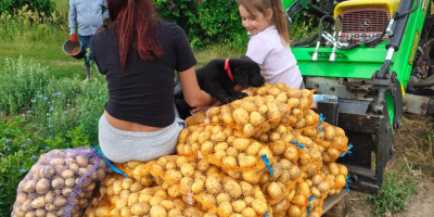 I will sell Denar, Vineta, Lily potatoes. Price to