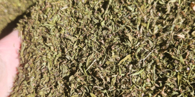 Savory, ground herb