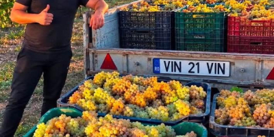 VÂND STRUGURI PENTRU VINIFICAȚIE – DIRECT DE LA PRODUCĂTOR
