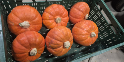 Ich verkaufe essbare Kürbisse der Sorte Hokkaido Amoro. Menge