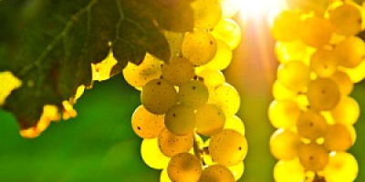I am selling grapes - wine varieties - Pamid,