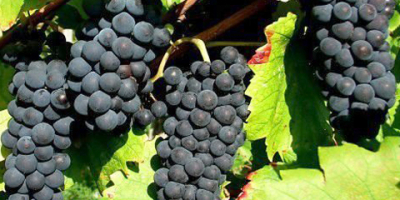 I am selling grapes - wine varieties - Pamid,