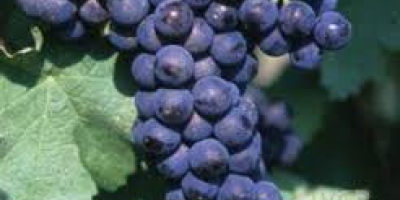 I am selling grapes - wine varieties - Pamid,