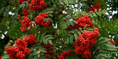 I will sell fresh rowan fruit.