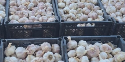 Garlic for sale – I offer high-quality garlic, clean