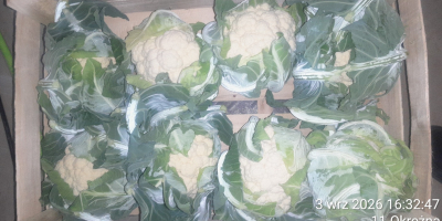 We offer cauliflowers packed in crates of either 6