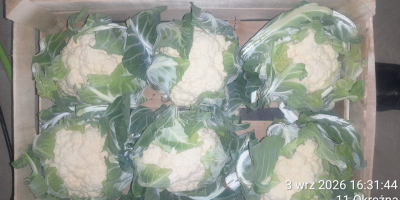 We offer cauliflowers packed in crates of either 6