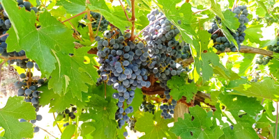 Cabernet Sauvignon and Merlot grapes grown in the Szekszárd