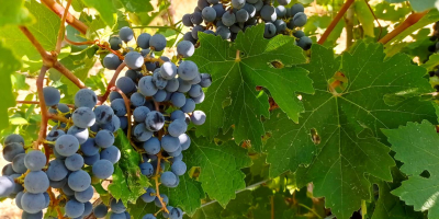 Cabernet Sauvignon and Merlot grapes grown in the Szekszárd