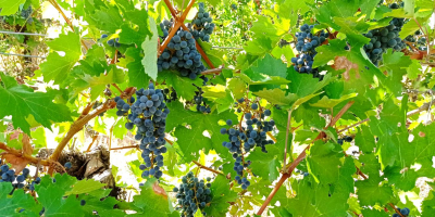 Cabernet Sauvignon and Merlot grapes grown in the Szekszárd