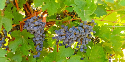 Cabernet Sauvignon and Merlot grapes grown in the Szekszárd