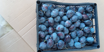 BG BIO plums Stanley, rekolta 2026, ~30 t. Bez