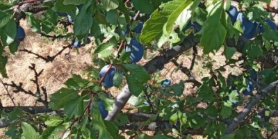 BG BIO plums Stanley, rekolta 2026, ~30 t. Bez