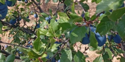 BG BIO plums Stanley, rekolta 2026, ~30 t. Bez