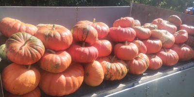 I'm selling an edible pumpkin variety: Rouge vif d'etampes.