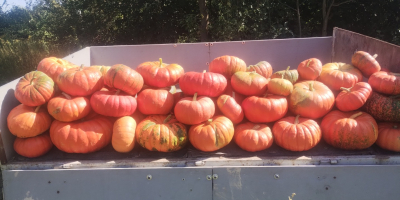 I'm selling an edible pumpkin variety: Rouge vif d'etampes.