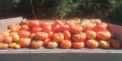 I'm selling an edible pumpkin variety: Rouge vif d'etampes.