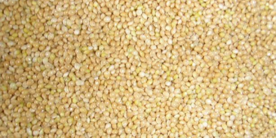 We offer grains and legumes (yellow/green peas, beans, millet,