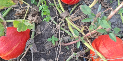 I'm selling beautifully colored Hokkaido pumpkins, various sizes. Price
